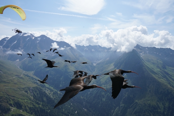 Hoch über den Bergen fliegt ein Schwarm Waldrappe, begleitet von einem Naturschützer